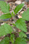 Rose verbena